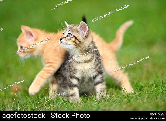 Two domestic cat kitten on a meadow