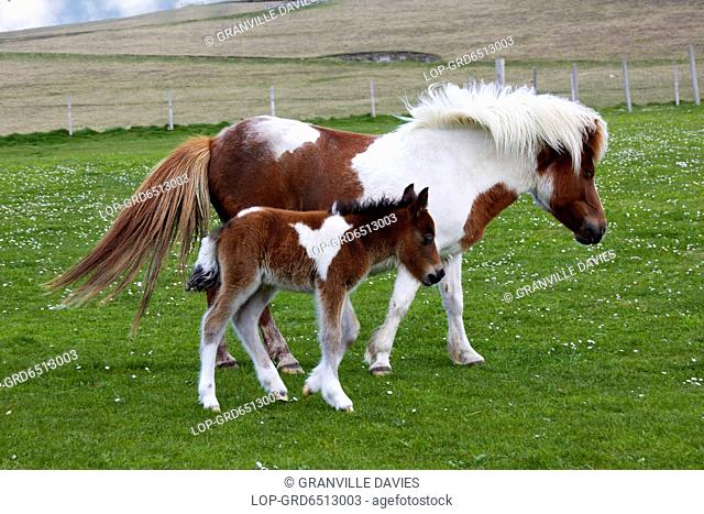 Scotland, Shetland Islands, Sumburgh. Shetland pony and foal