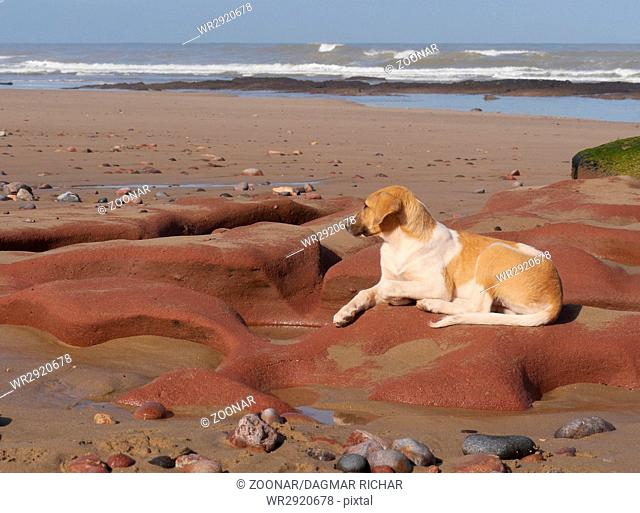 wild dog on the beach of Leghzira in morocco