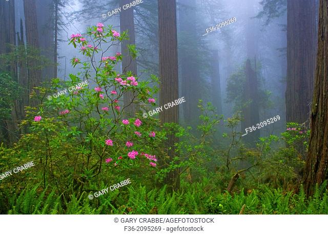 Wild Rhododendron flowers in bloom, Redwood trees, and fog in forest, Redwood National Park, California