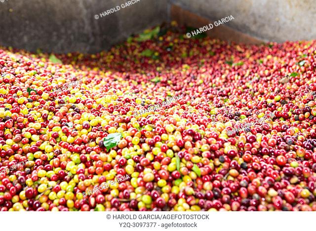 Collected coffee beans fill a pool for processing in the plantation. Huila, Colombia
