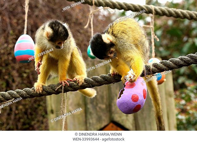 Lemurs and squirrel monkeys hunt for their colourful papier mache eggs hanging all over their enclosure, filled with tasty snacks