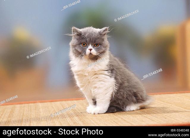 British Longhair, Kitten, 4 months, British Longhair Cat, Highlander, Lowlander, Britanica, BLH