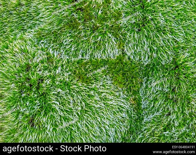 Dew drops on bright green grass background