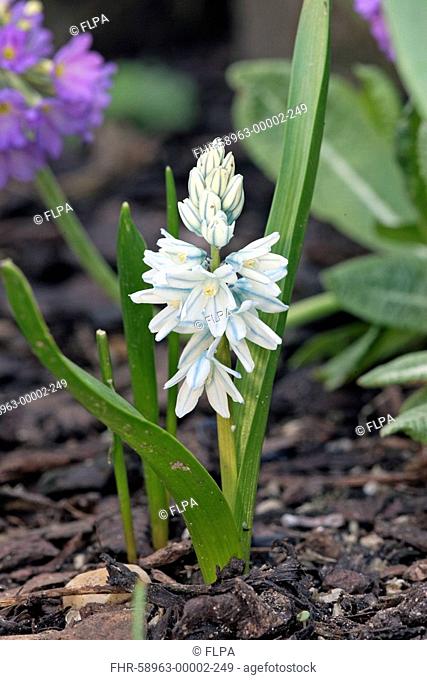 Striped Squill Puschkinia scilloides flowering in garden