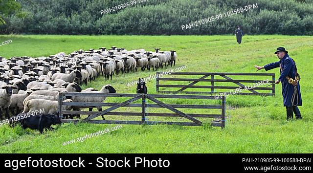 05 September 2021, Brandenburg, Altlandsberg: Sascha Bräuning, shepherd, participates with a flock of black-headed meat sheep in the Brandenburg Shepherds'...