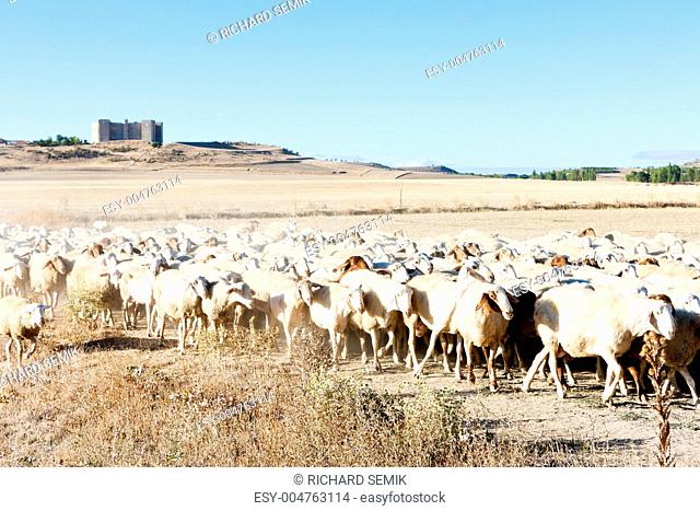 sheep herd, Montealegre, Castile and Leon, Spain