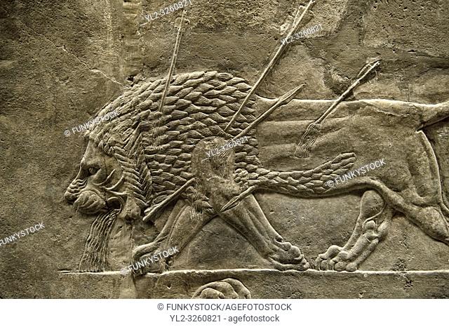 Assyrian relief sculpture panel from the lion hunt showing a dying lion. From Nineveh North Palace, Iraq, 668-627 B. C. British Museum Assyrian Archaeological...