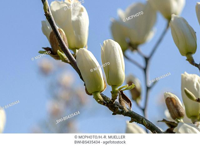 Lily Tree, Yulan (Magnolia denudata), buds