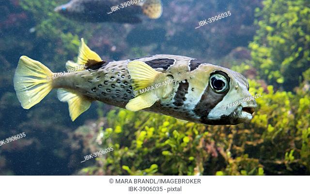 White-spotted Puffer (Arothron hispidus), captive