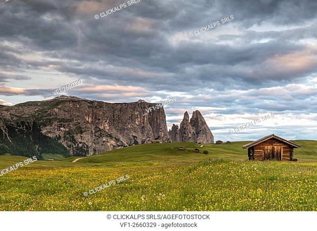 Alpe di Siusi/Seiser Alm, Dolomites, South Tyrol, Italy. Meadow full of flowers on the Alpe di Siusi/Seiser Alm. In the background the peaks of Sciliar/Schlern