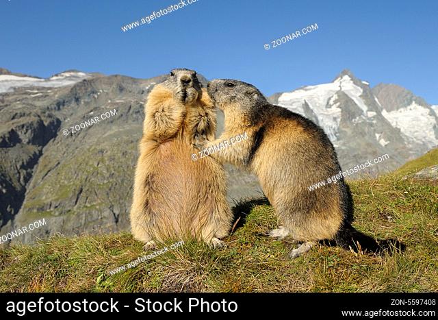 Murmeltiere, Marmota marmota, Nationalpark Hohe Tauern, Österreich, Marmots, Marmota marmota, Hohe Tauern National Park, Austria, Europe
