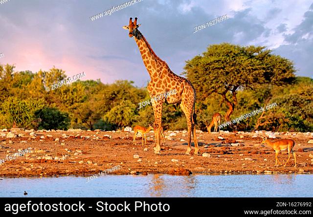 Giraffe, Etosha-Nationalpark, Namibia, (Giraffa camelopardalis) | giraffe, Etosha National Park, Namibia, (Giraffa camelopardalis)