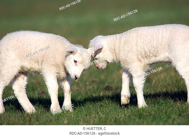 Domestic Sheep lambs lamb