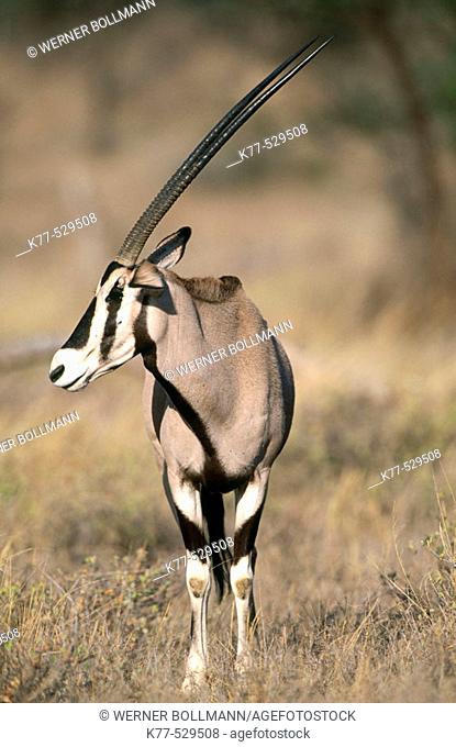 Beysa Oryx (Oryx beisa). Samburu National Reserve, Kenya