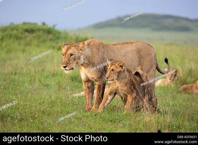 Africa, East Africa, Kenya, Masai Mara National Reserve, National Park, Lioness (Panthera leo) with youngs in savanna