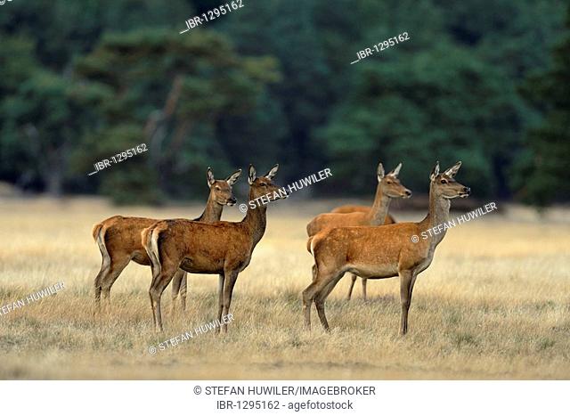 Red Deer (Cervus elaphus), hinds standing in heathland