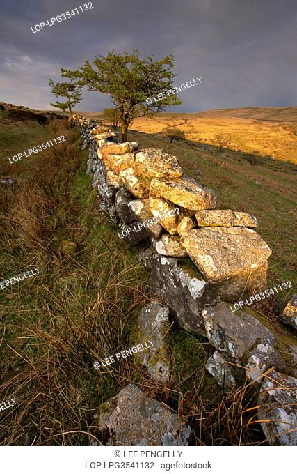 England, Devon, Dartmoor. Old dry stone walling below Down Tor at sunset on Dartmoor
