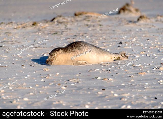 Seal on the Beach of Amrum in Germany