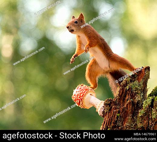 red squirrel stands on a mushroom