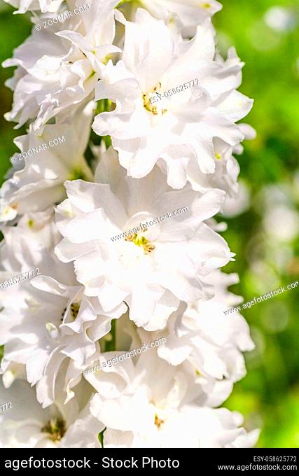 Closeup of white Delphinium flower in the sun