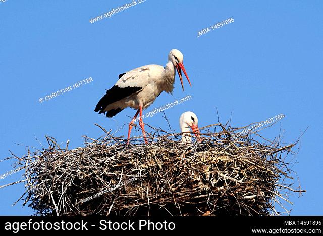 White stork (Ciconia ciconia), pair on nest, North Rhine-Westphalia, Germany