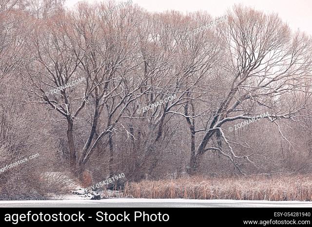 Winter european landscape with frozen pond, tree covered with snow and heavy snowfall storm with falling snowflakes. Christmas winter concept