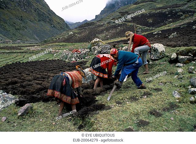 Cancha Cancha. Quechua Indian men and women using traditional method to plough field by hand