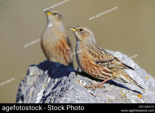 Alpine Accentor (Prunella collaris), two adults perched on a rock, Trentino-Alto Adige, Italy