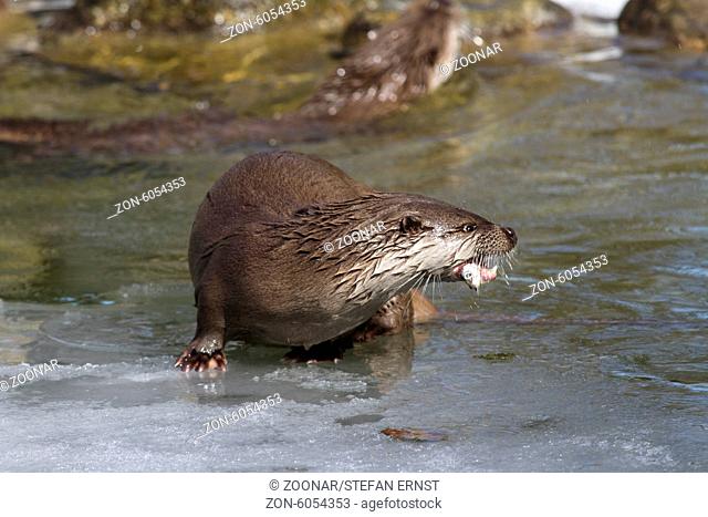 European otter in winter / Lutra lutra