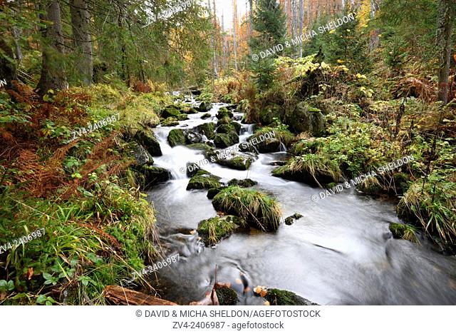 Landscape of a little River (Keine Ohe) flowing through the forest in autumn in the Bavarian forest, Bavaria, Germany