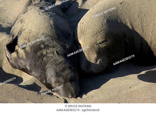 Northern Elephant Seal, mother and newborn, sleeping, (Mirounga angustirostris) San Simeon, California, USA, digital capture