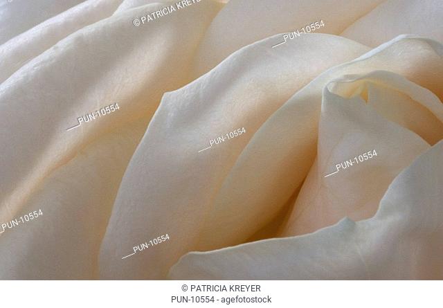 Close-up of the petals at the heart of a rose