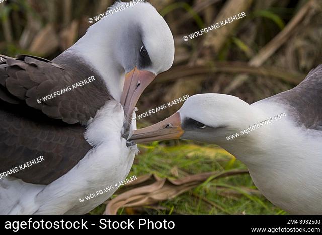 A couple of Moli, or Laysan albatrosses (P. immutabilis) (endangered species) displaying courtship behavior on the Princeville Makai Golf Club on the Hawaiian...