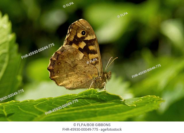 Speckled Wood (Pararge aegeria) adult, first spring generation, resting on leaf in garden, England, May