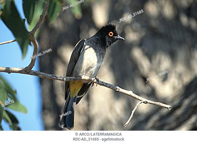 Black-eyed Bulbul Moremi Game Reserve Botswana Pycnonotus barbatus