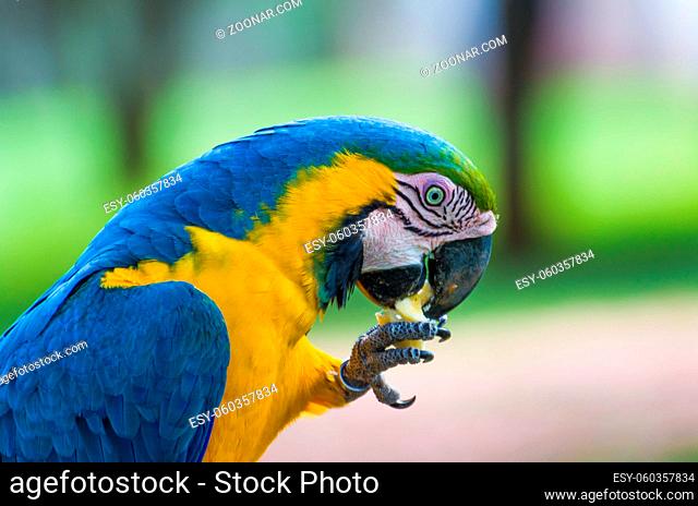 Beautiful Blue-and-yellow Macaw (Ara ararauna) in the Brazilian wetland