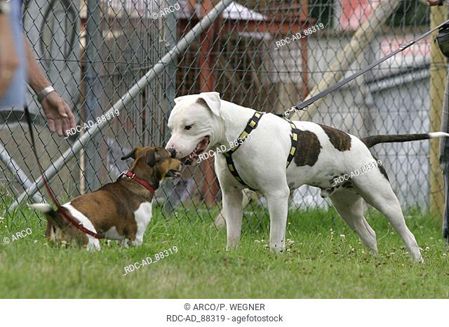 Jack Russell Terrier greeting American Staffordshire Terrier Pitbull