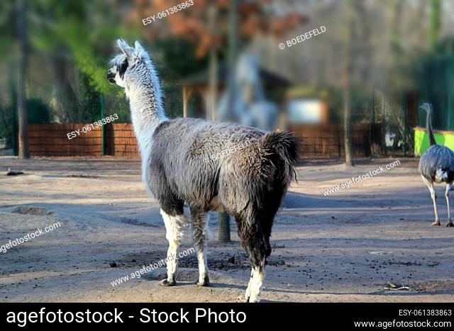 Portrait of an alpaca. Alpaca provide high quality wool
