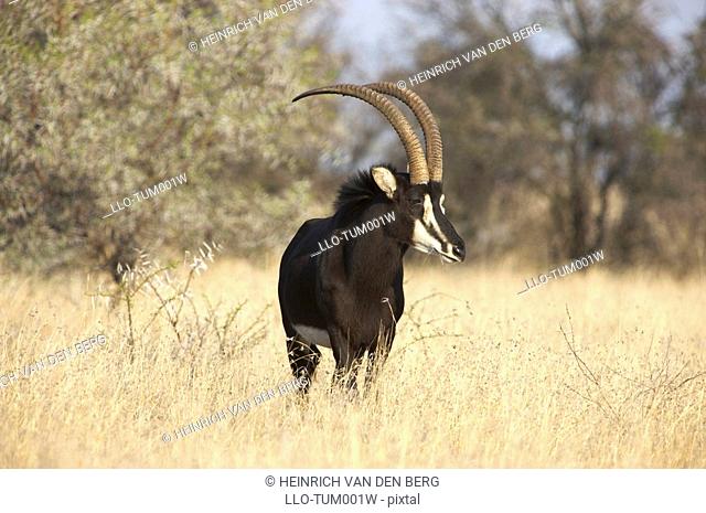 Male Sable antelope Hippotragus niger, Willem Pretorius Game reserve, Orange Free State Province, South Africa