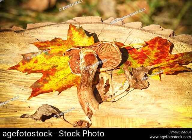 Autumn Leaves and mushroom over wooden background