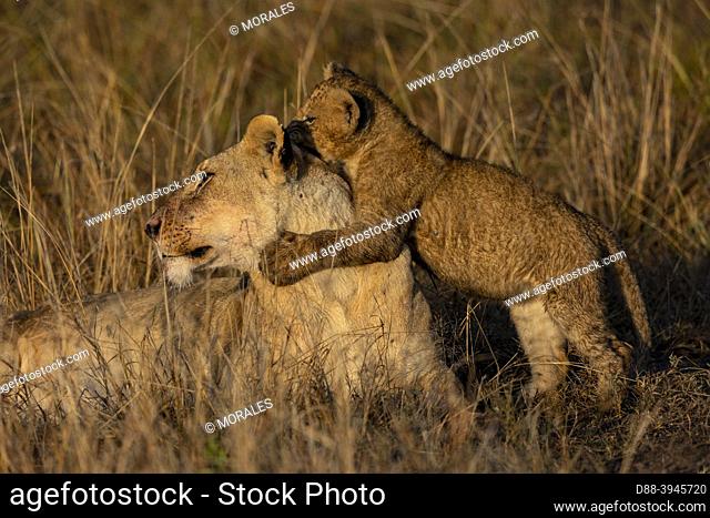 Africa, East Africa, Kenya, Masai Mara National Reserve, National Park, Lioness (Panthera leo) with youngs in savannah