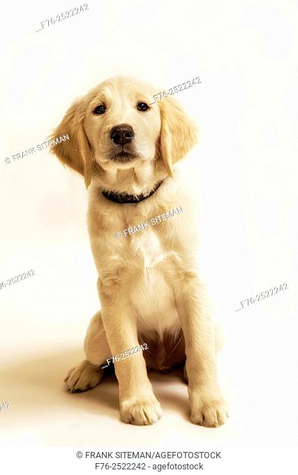portrait of a 10 week old golden retriever puppy looking up, mr# 6531