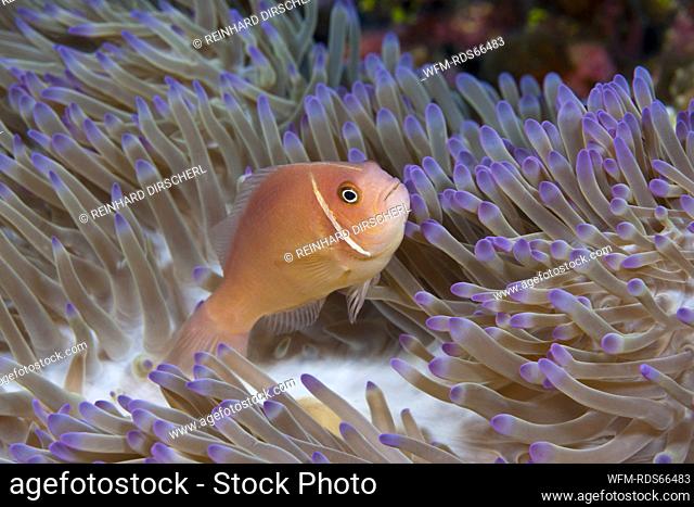 Pink Anemonefish, Amphiprion perideraion, Christmas Island, Australia