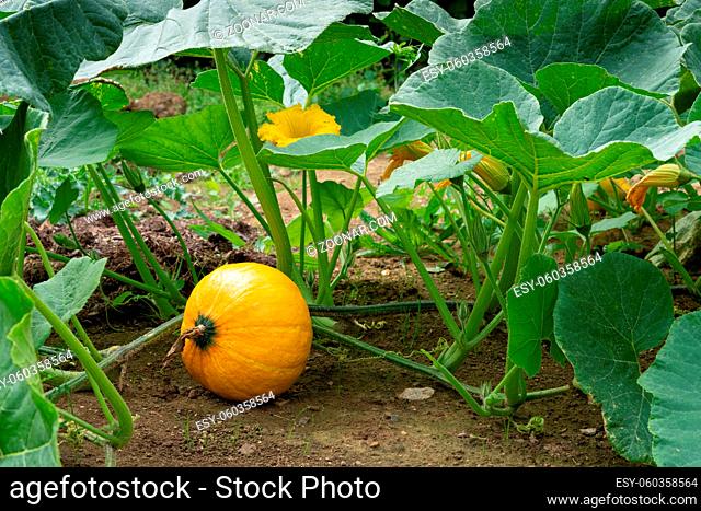 Green food, close up to an Uchiki Kuri pumpkin, ready to harvest
