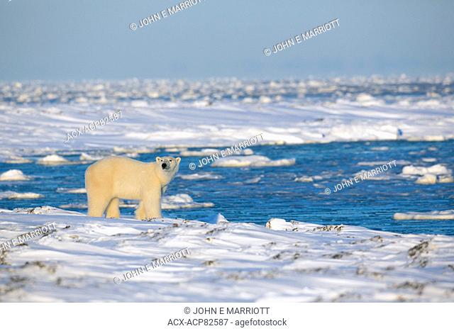 Polar bear, Nunavut, Canada