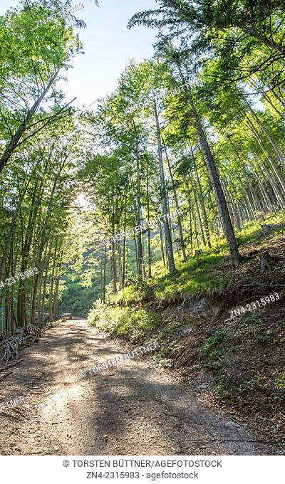 Forest Road Heading Towards Planwiesen Recreational Area, Kalkalpen National Park, Austria
