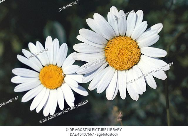 Daisy common (Chrysanthemum leucanthemum), Asteraceae