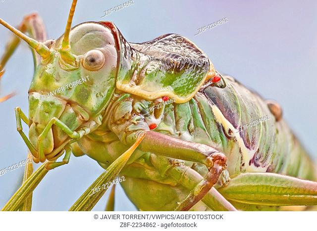 Bush crickets have very small wings, the pronotum resembles a saddle. The atrophied wings of Ephippiger species are unfit to flight and only used for the...