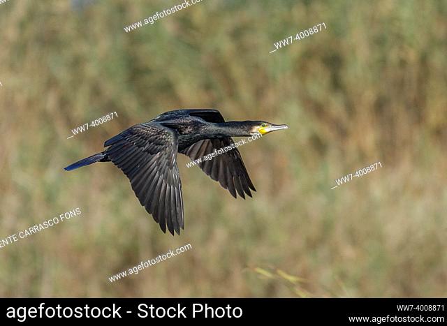 Great cormorant, Phalacrocorax carbo, in flight